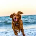 Vaanya's dog!